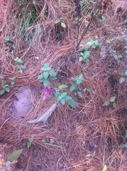 Salvia iodantha