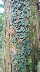 Tetrastigma obtectum