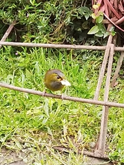 Liocichla steerii