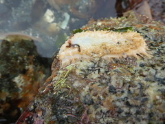 Eupentacta quinquesemita