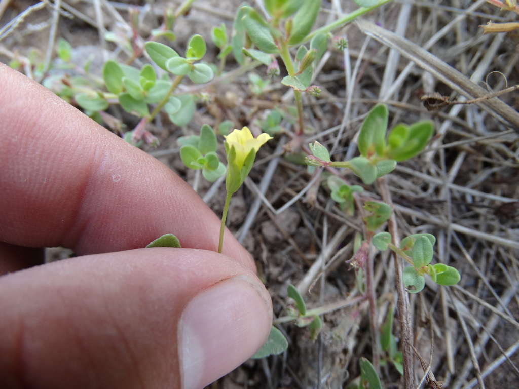 Mecardonia exilis