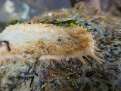 Eupentacta quinquesemita