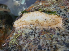 Eupentacta quinquesemita