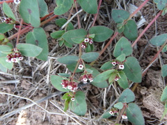 Euphorbia capitellata