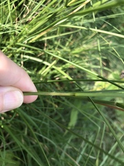 Elionurus tripsacoides