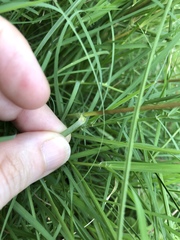 Elionurus tripsacoides