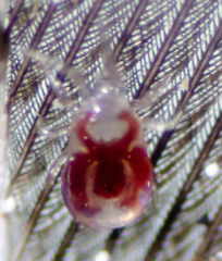 Dermanyssus gallinae