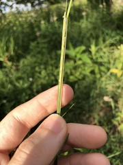 Elionurus tripsacoides