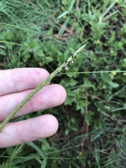 Elionurus tripsacoides