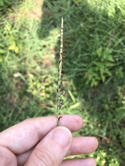 Elionurus tripsacoides