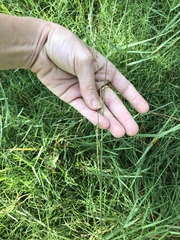 Elionurus tripsacoides