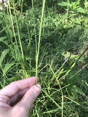 Elionurus tripsacoides