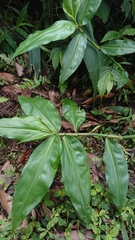 Commelineae