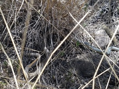 Masticophis bilineatus