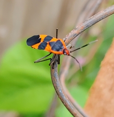 Oncopeltus fasciatus