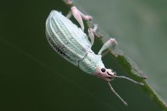 Compsus auricephalus