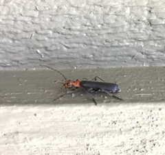 Podabrus conspiratus