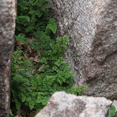 Adiantum aethiopicum