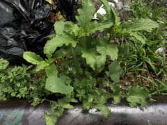 Dysphania ambrosioides