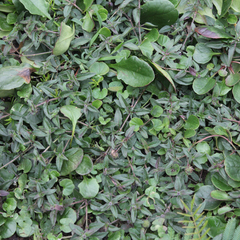 Opercularia hispida