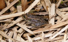Lithobates pipiens