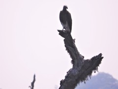 Haliaeetus ichthyaetus