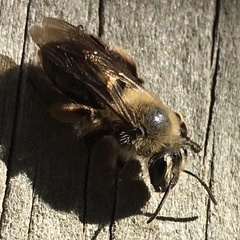 Andrena nivalis