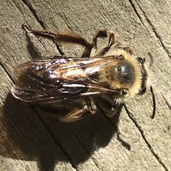 Andrena nivalis