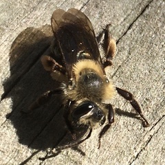 Andrena nivalis