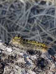 Lophocampa argentata