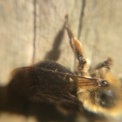 Andrena nivalis