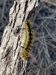 Lophocampa argentata