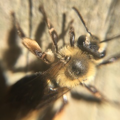 Andrena nivalis