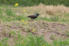 Sturnus vulgaris