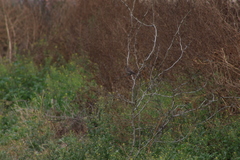 Haemorhous mexicanus