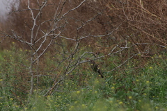 Haemorhous mexicanus