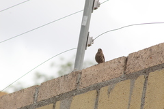 Haemorhous mexicanus