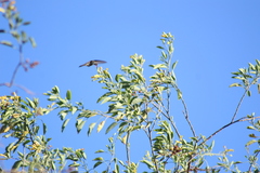 Cynanthus latirostris