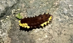 Gynautocera rubriscutellata