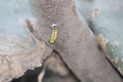 Chlosyne ehrenbergii