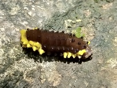 Gynautocera rubriscutellata