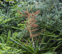 Dracaena cochinchinensis