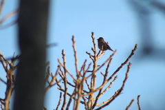 Haemorhous mexicanus