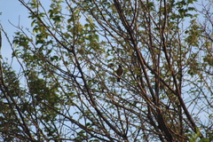 Turdus rufopalliatus