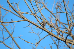 Melanerpes aurifrons