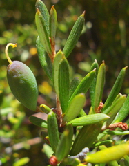 Grevillea australis