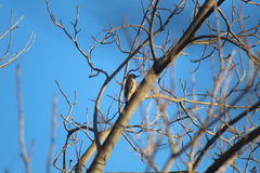 Melanerpes aurifrons