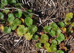Hydrocotyle algida