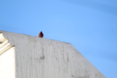 Haemorhous mexicanus