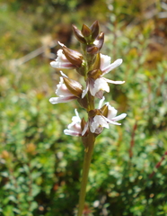 Prasophyllum suttonii